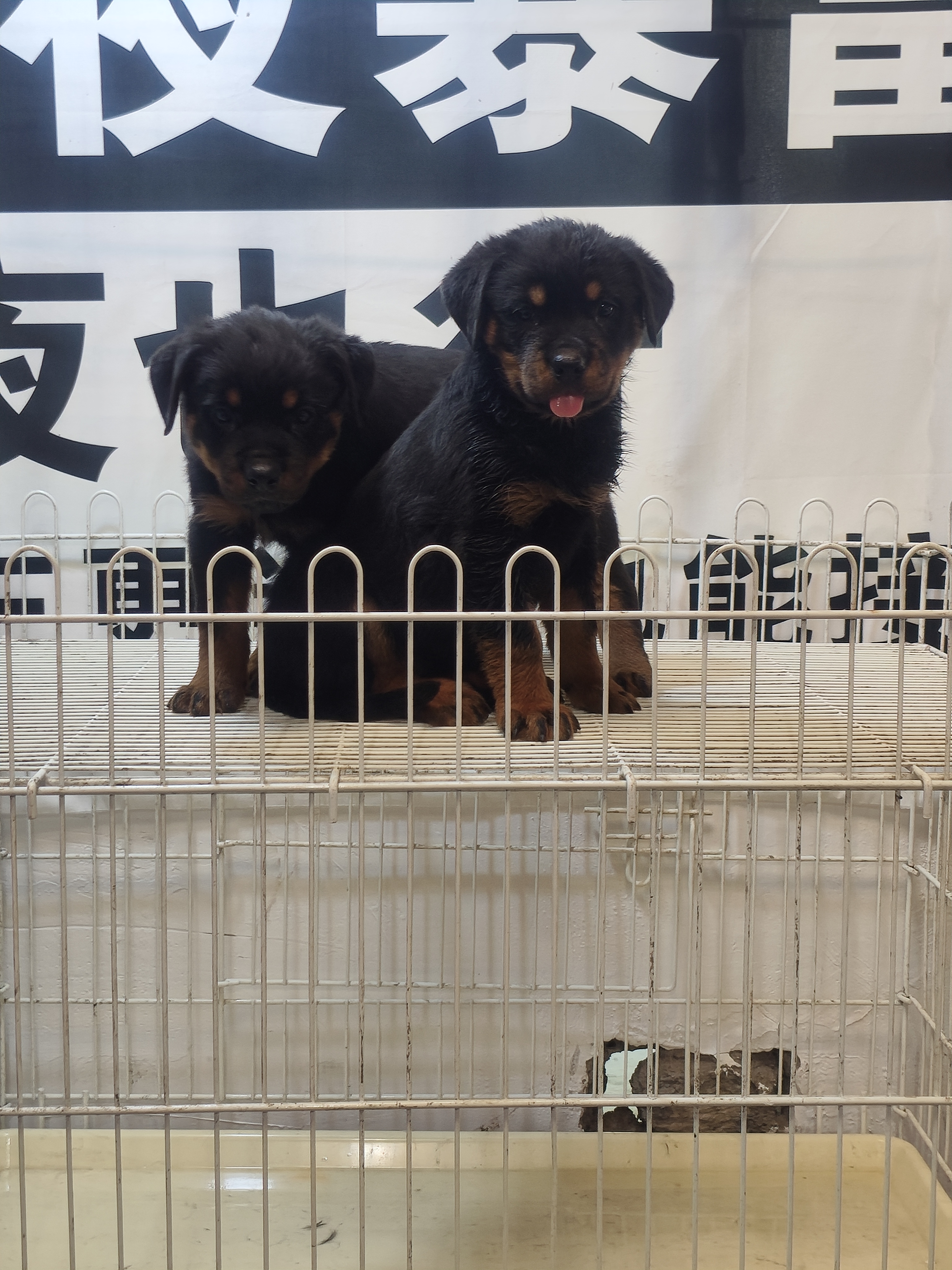 罗威纳。公母都有。